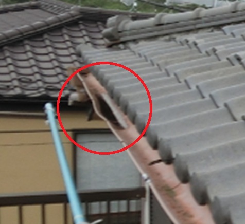 雨樋が変形し、雨水が流れていない様子